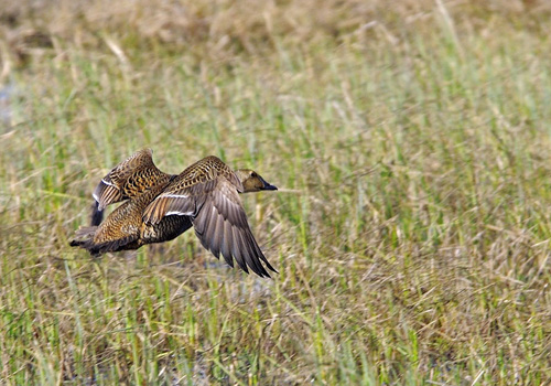 ����� � ������